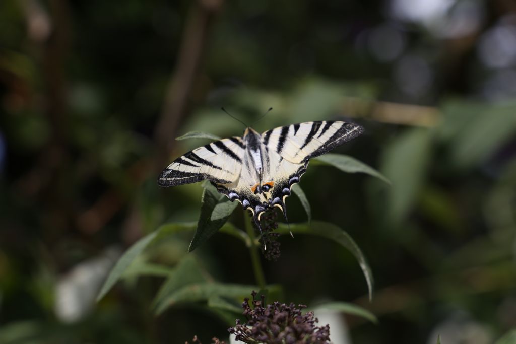 Macaone? No, Iphiclides podalirius - Papilionidae